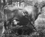 Партызанская вайна ў Беларусі ў 1941—1944 гг. Электроннае выданьне
