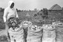 На пераломе: беларуская вёска ў канцы 1940-х — 1950-я гады