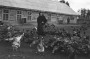 На пераломе: беларуская вёска ў канцы 1940-х — 1950-я гады