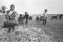 На пераломе: беларуская вёска ў канцы 1940-х — 1950-я гады